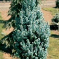 Eglė dygioji (Picea pungens) 'Blue Totem'